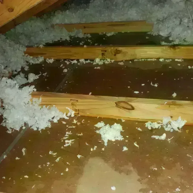 Attic Water Damage in Carrollwood Village, FL